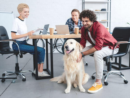 Glücklicher Golden Retriever bei der Arbeit mit Kollegen