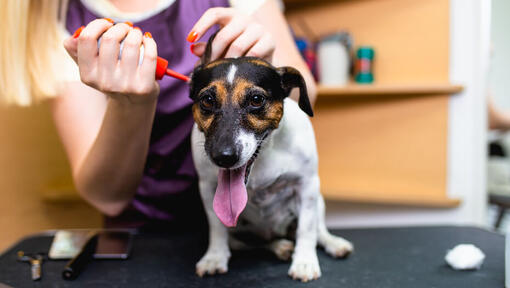 Tierärztin macht einem Hund die Ohren sauber