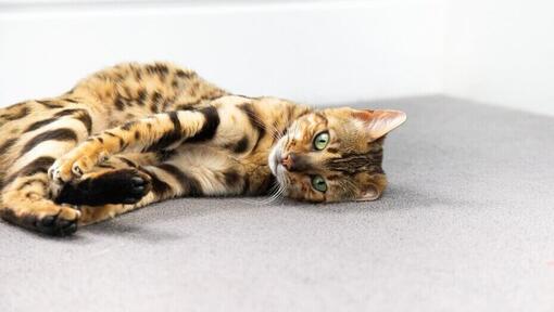 Bengal-Katze, die sich auf dem Boden zusammenrollt