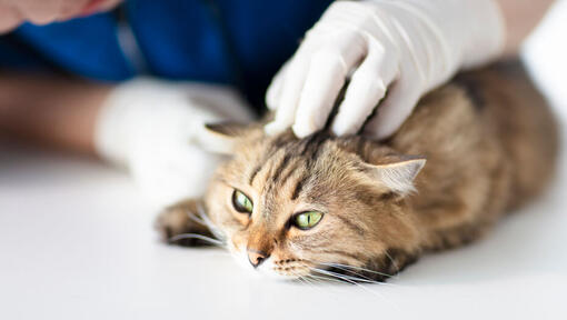 Katze beim Tierarzt untersucht.