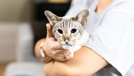 Person, die Katze unter dem Kinn streichelt