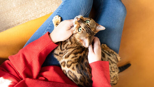 Katze sitzt auf Frau mit rotem Pullover