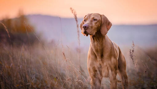 Brown Vizsla geht am Feld