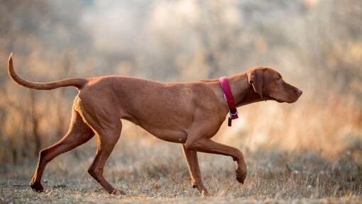 Brown Vizsla steht am Feld