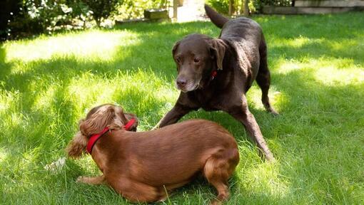 Welpe und älterer Hund, der in einem Garten spielt