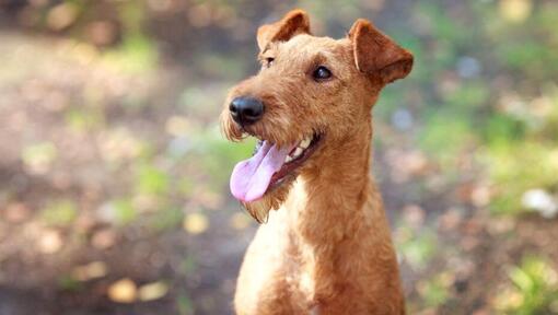 Irish Terrier mit ausgestreckter Zunge