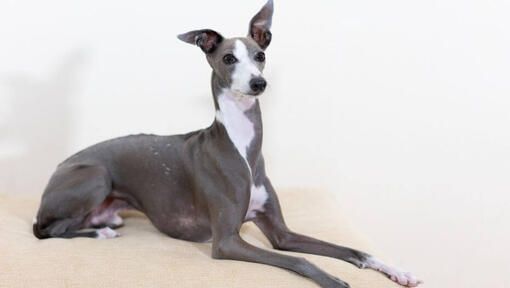 Italienischer Windhund der auf der Couch liegt