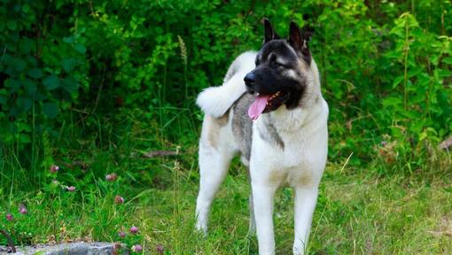 Japanischer Akita im Wald