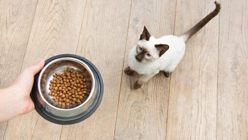 Einer Katze wird eine Schüssel mit Futter gegeben