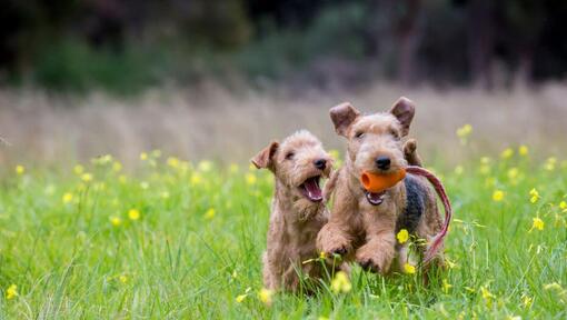 Zwei Terrier spielen herum