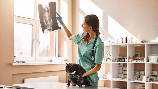 Tierarzt mit einer Katze, die ein Röntgenbild hochhält