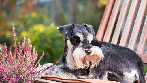 Zwergschnauzer, der auf einem Stuhl in einem Garten liegt