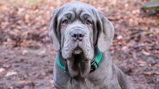 Mastino Napoletano mit grünem Colar