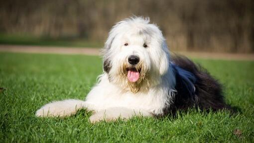 Alter englischer Schäferhund