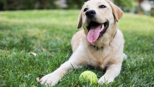 glücklicher Hund, der auf dem Gras mit einem Tennisball sitzt