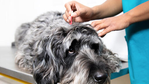 Tierarzt entfernt Zecke beim Hund