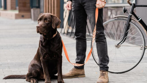 Labrador steht neben seinem Besitzer