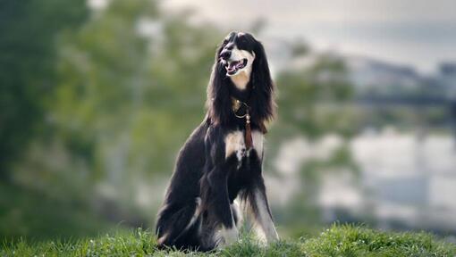 Saluki Hund sitzt auf dem Hügel