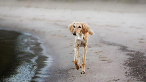 Saluki Hund läuft am Strand