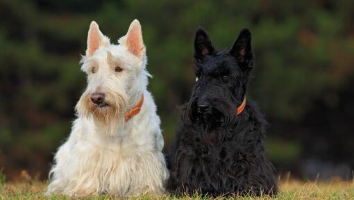 Schwarze und weiße Scottish Terrier sitzen nebeneinander