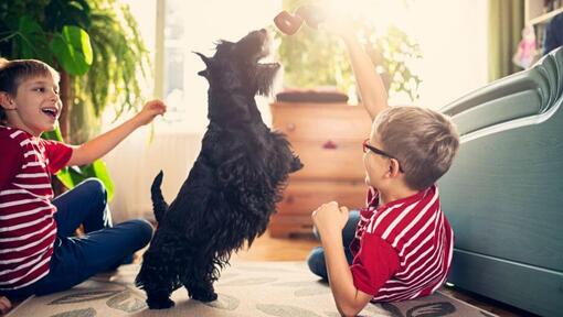 Scottish Terrier spielt mit den Kindern