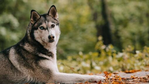 Husky im Wald