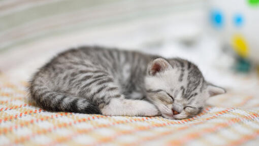 kleines Kätzchen, das auf einer Decke schläft
