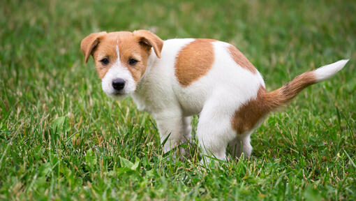 Jack Russell Welpe kackt auf dem Gras