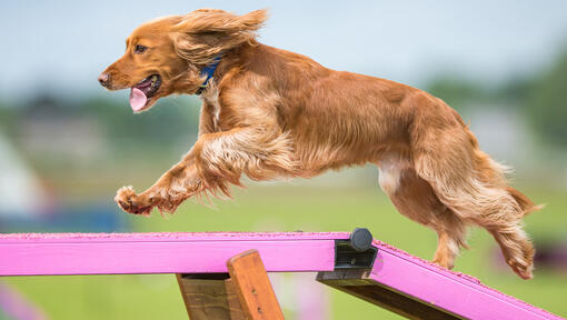 Hund läuft auf einem Agility-Parcours