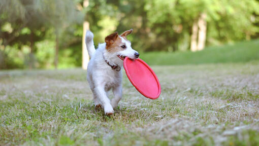Kleiner Hund mit rotem Frisbee