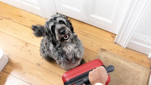 Besitzer, der roten Koffer hält, während der Hund sitzt