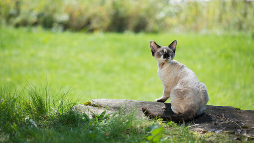 Peterbald Katze sitzt auf Baumstamm.