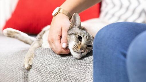 Frau, die Katze auf Sofa streichelt