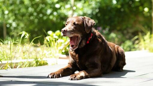 older labrador sneezing while lying down