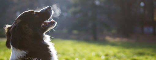 Hund schnüffelt in der Luft