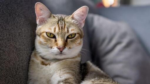 Asiatische Katze macht sich bereit, auf der Couch zu schlafen