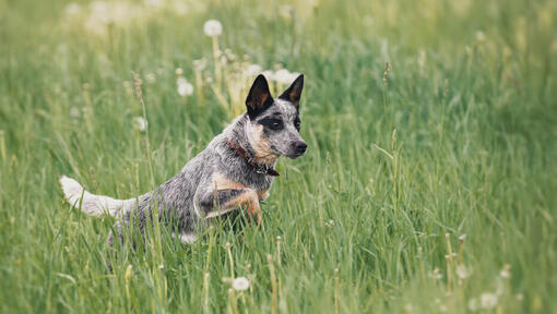 Australischer Viehhund, der im Feld läuft