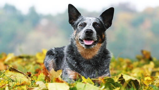 Australischer Viehhund, der auf dem Gras mit Blättern liegt