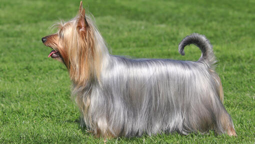 Australischer Terrier, der auf dem Gras steht