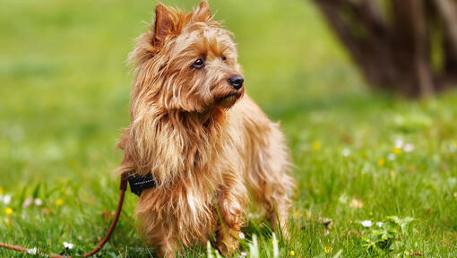 Australischer Terrier mit Ingwermantel auf dem Gras