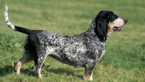 Basset Bleu De Gascogne im Feld