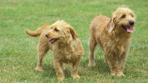 Zwei Bassets Fauve De Bretagne genießen den Spaziergang