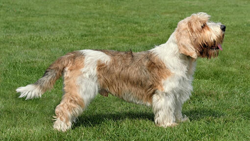 Petit Basset Griffon Vendeen steht auf dem Rasen