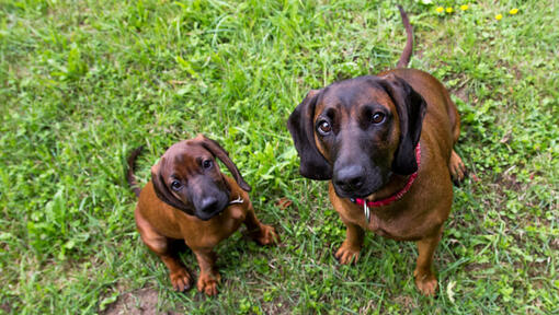 Zwei bayerische Berghunde, die Besitzer betrachten