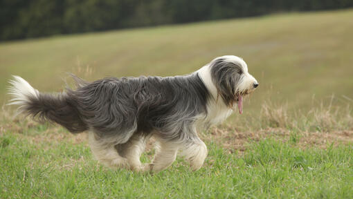 Bärtiger Collie auf dem Feld