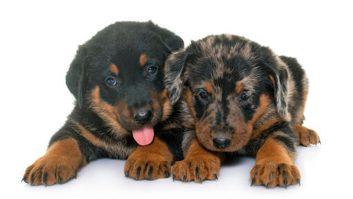 Zwei Beauceron-Welpen