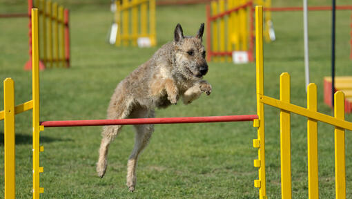 Der belgische Schäferhund Laekenois springt über das Hindernis