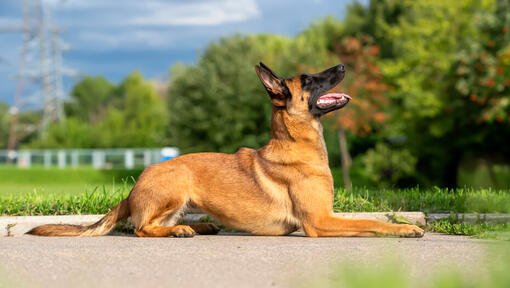 Belgischer Schäferhund Malinois, der nach oben schaut