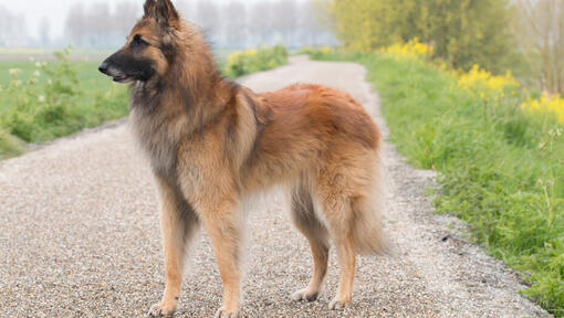 Belgischer Schäferhund Tervueren, der auf der Straße steht