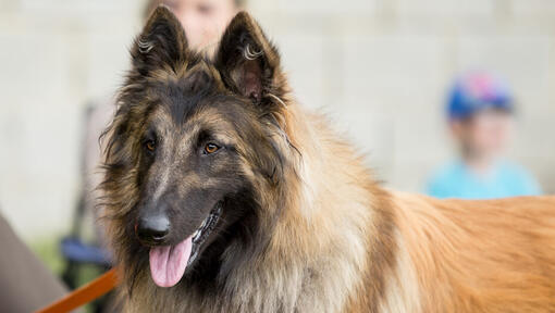 Belgischer Schäferhund Tervueren über den Wettbewerb